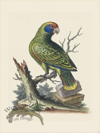 Edwards 161 Brasilian Parrot 